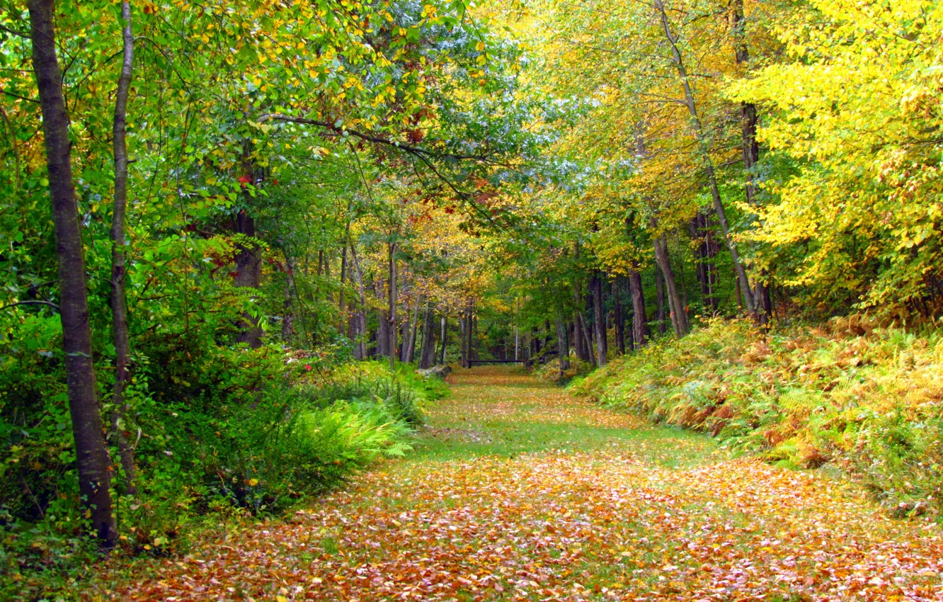Фото обои лес, листья, деревья, Осень, дорожка, forest, листопад, trees