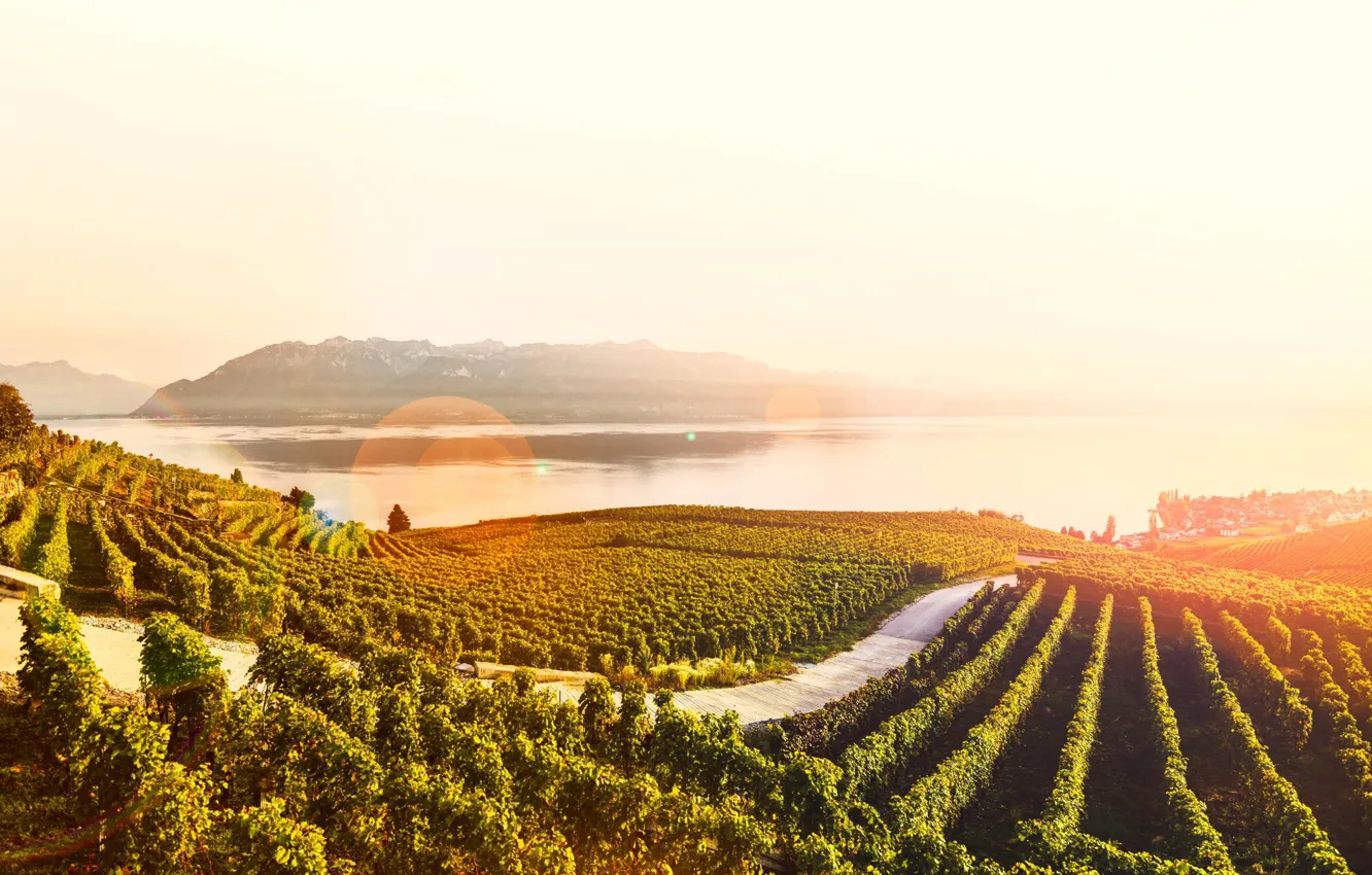 Фото обои солнце, озеро, Швейцария, террасы, виноградники, кантон, Lavaux, Лаво