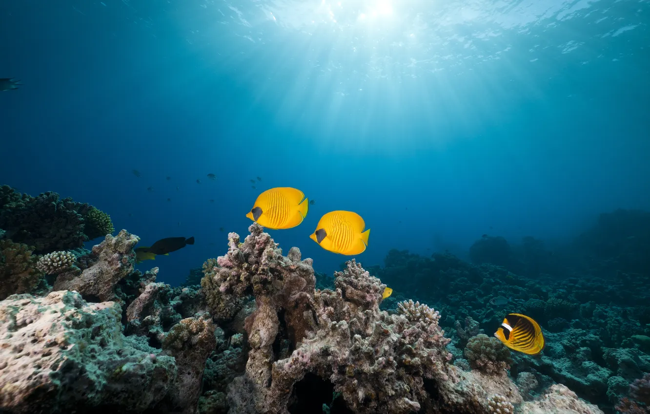 Фото обои Красное море, Red Sea, Маске рыбы-бабочки, Masked butterfly fish, tropical reef, тропические рифы