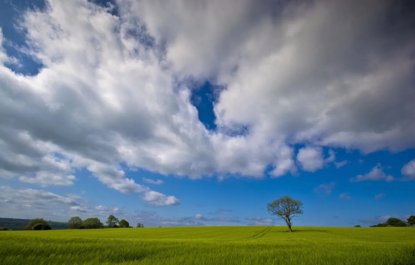 Фото обои поле, лето, небо, пейзаж, дерево