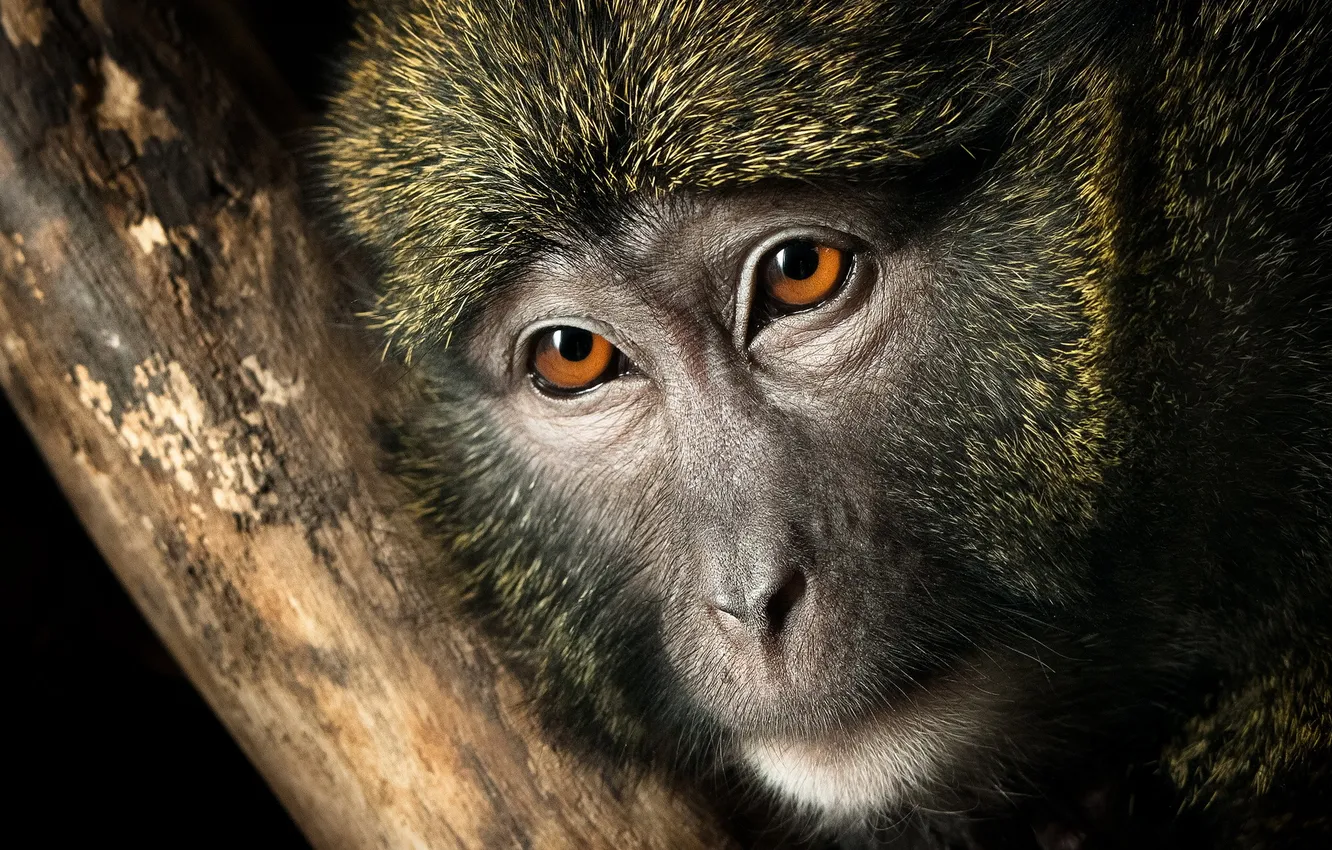 Фото обои природа, обезьяна, Swamp Monkey