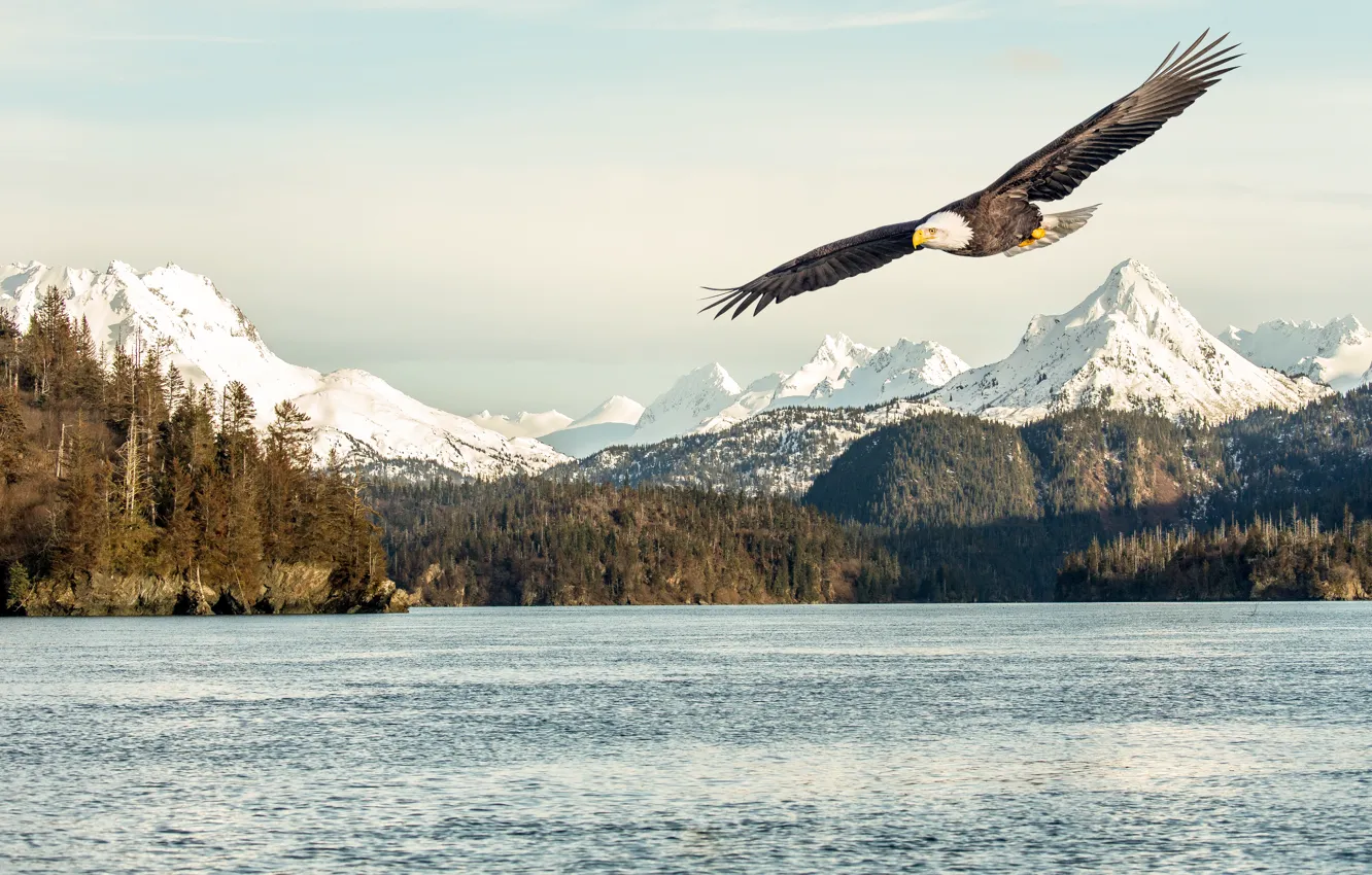 Фото обои sea, flying, bird, flight, mountains, snow, sunlight, bald eagle