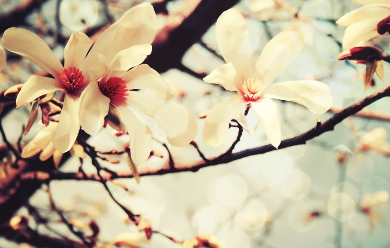 Фото обои цвета, цветы, дерево, пастель, ваниль