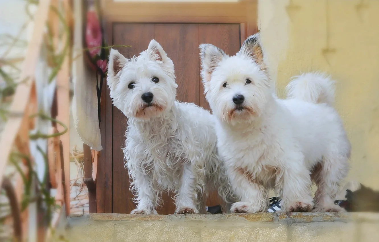Фото обои Собаки, Dogs, Вест-хайленд-уайт-терьер