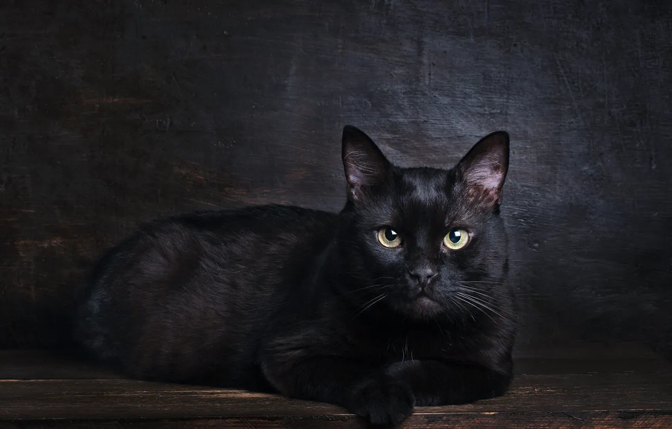 Фото обои кошка, кот, взгляд, поза, темный фон, черный, мордочка, лежит