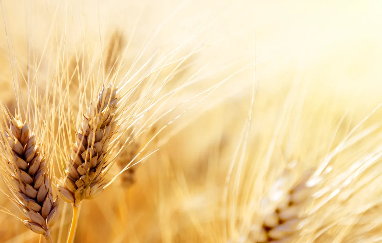 Фото обои пшеница, фото, зерно, колос