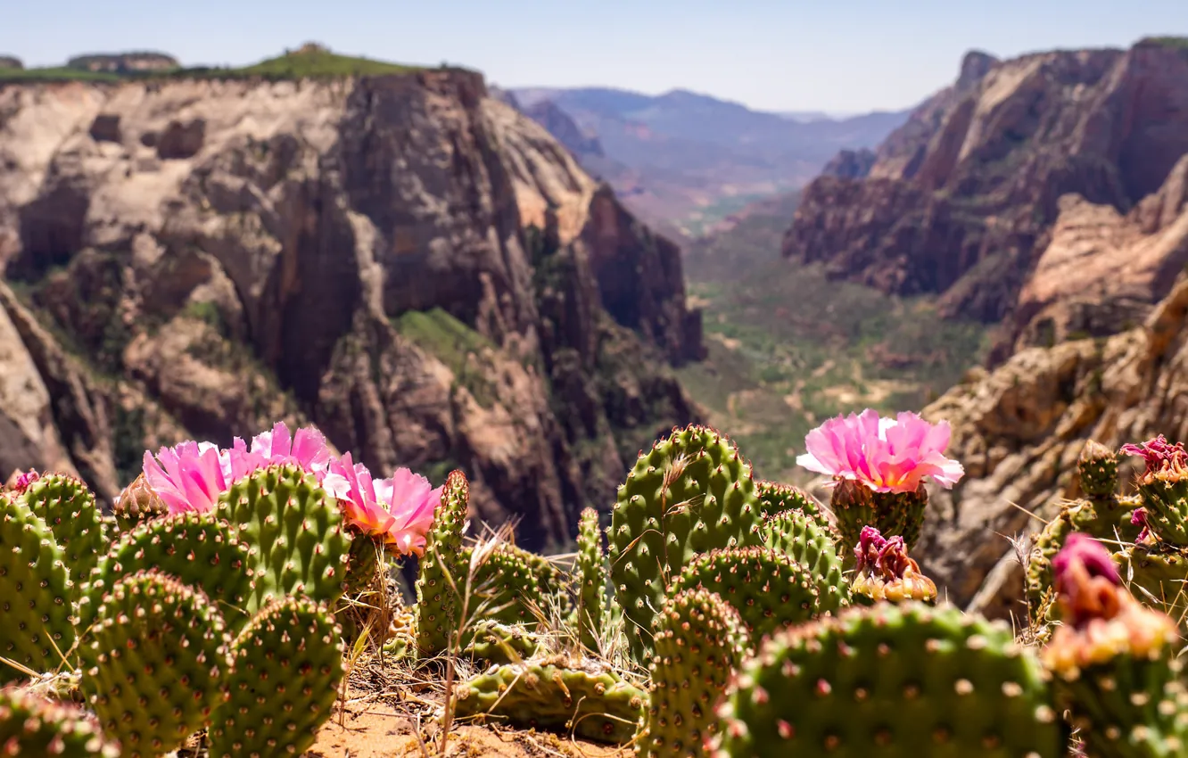 Фото обои пейзаж, цветы, горы, природа, долина, кактусы, Юта, США