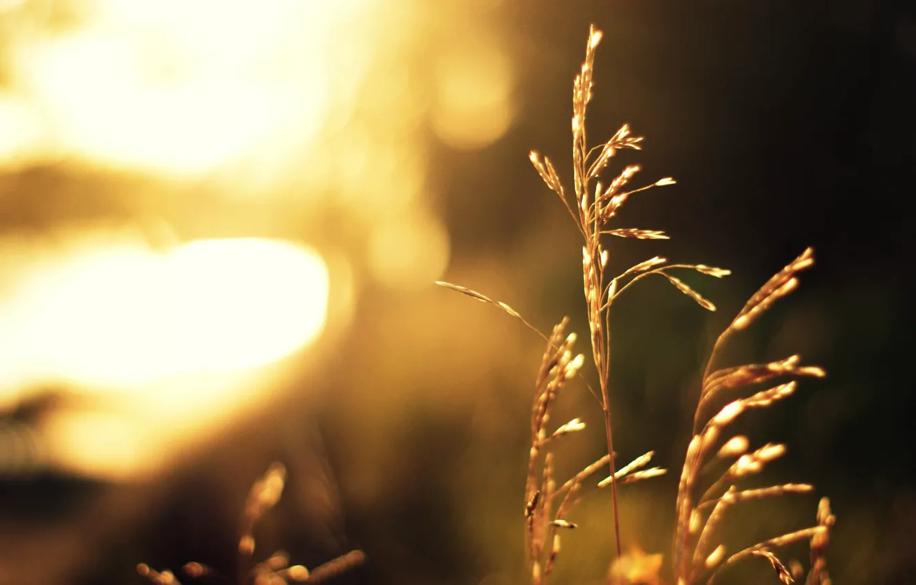 Фото обои трава, солнце, свет, растение, размытость, стебель, боке