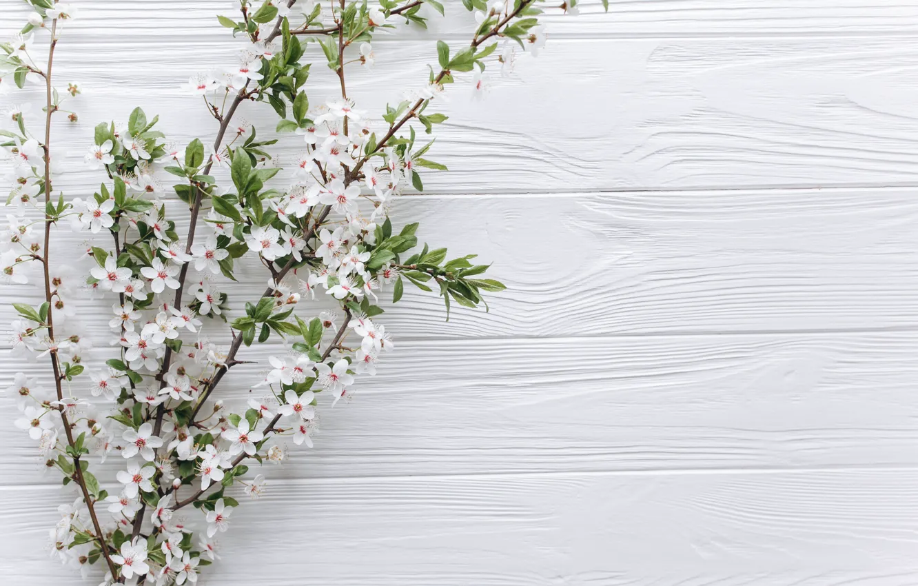 Фото обои цветы, ветки, apple, весна, white, белые, яблоня, wood