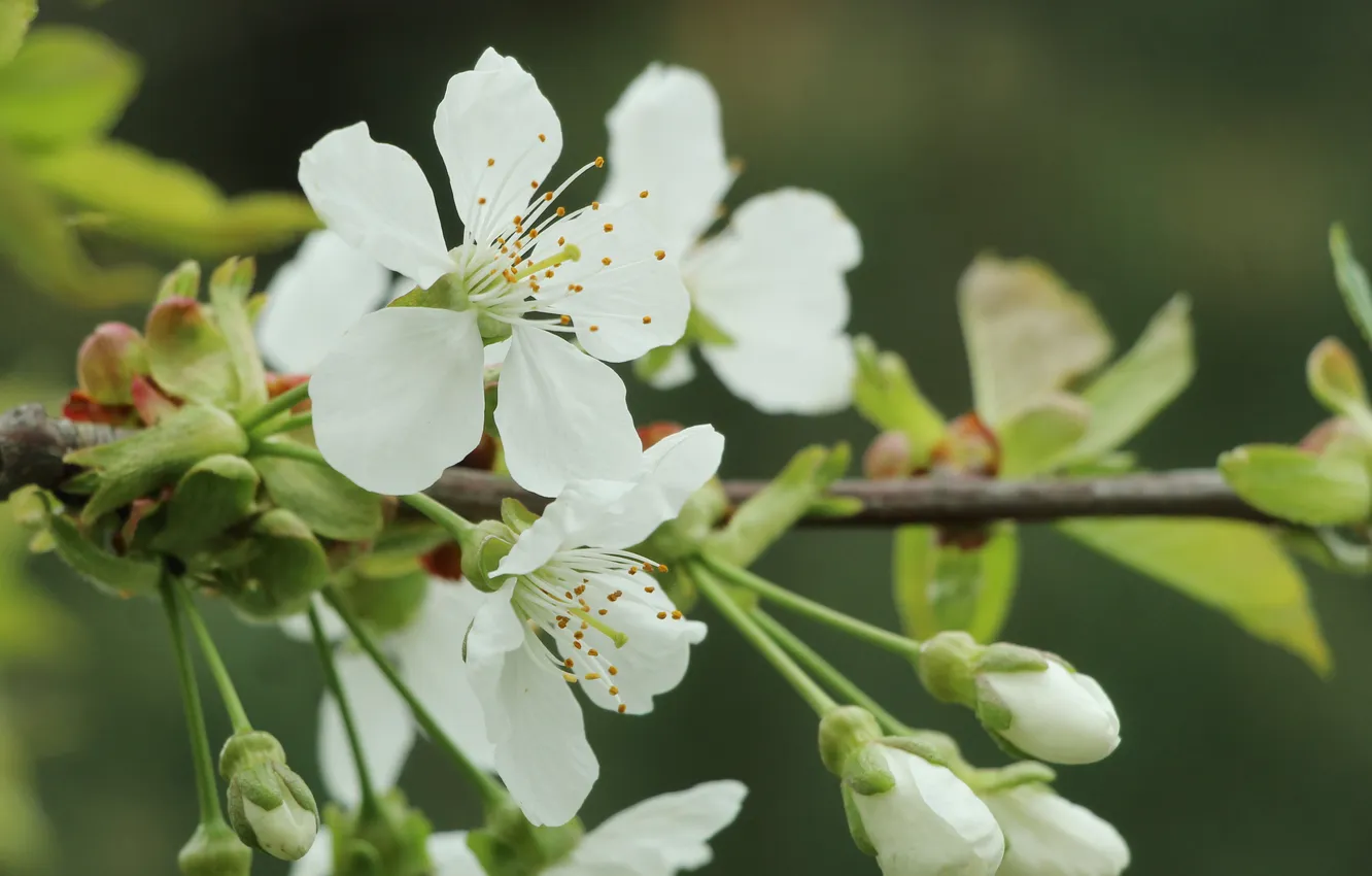 Фото обои white, flowers, twig
