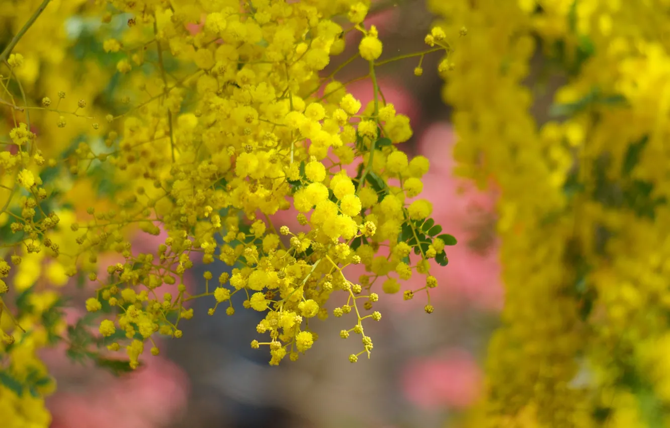 Фото обои дерево, весна, желтые, цветение, цветки, акация