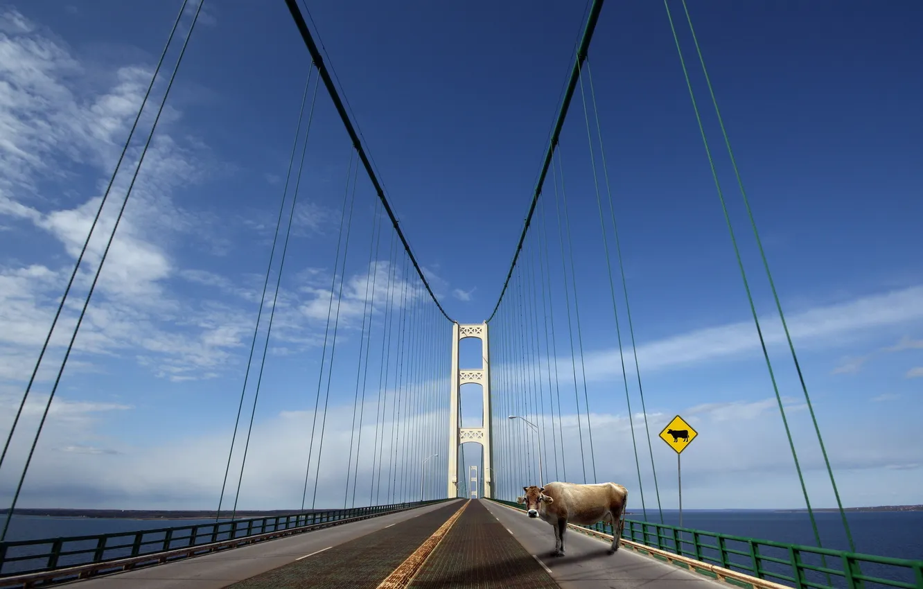 Фото обои Cow crossing, mackinac bridge, get out of the way