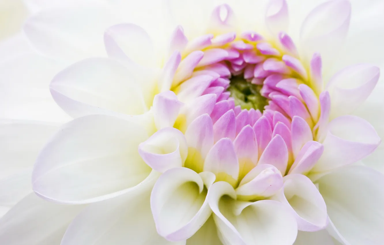 Фото обои белый, цветок, сиреневый, хризантема