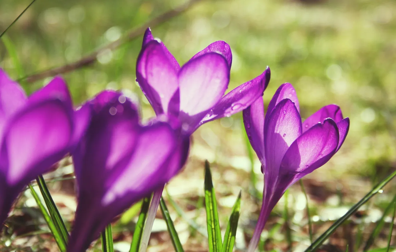 Фото обои капли, макро, свет, цветы, блики, растения, весна, фиолетовые