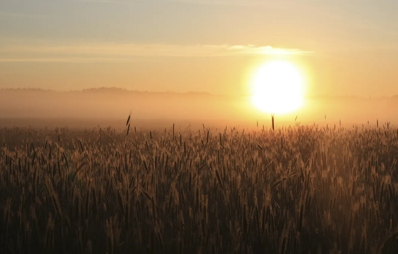 Фото обои пшеница, поле, небо, солнце, свет, пейзаж, природа, рассвет
