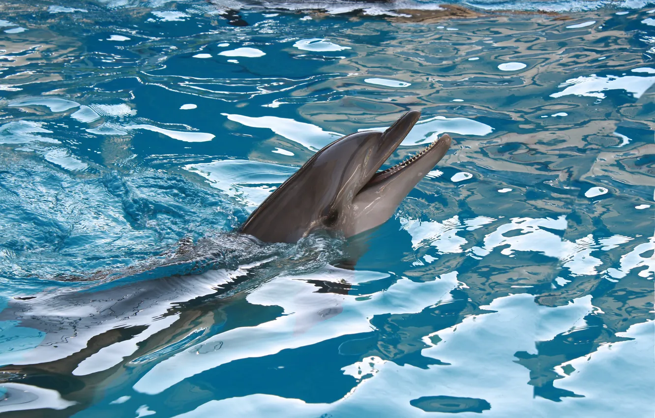 Фото обои море, животные, дельфин