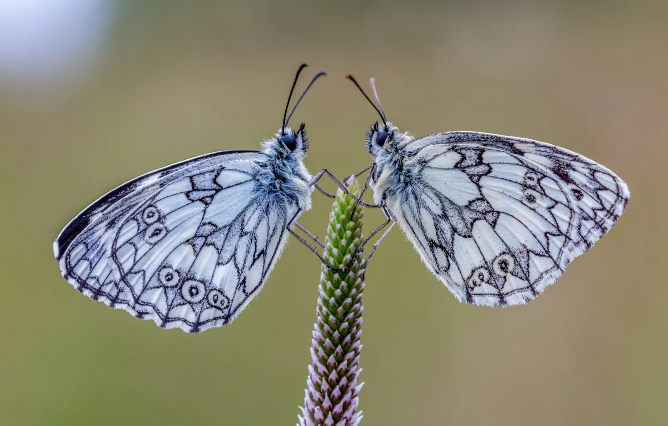 Фото обои бабочки, пара, галатея