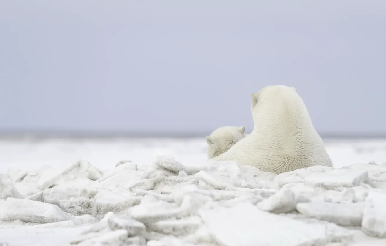 Фото обои природа, лёд, медведи