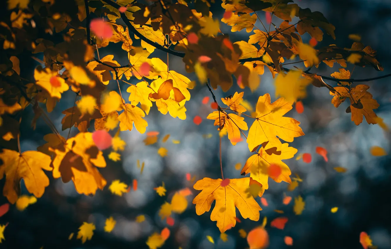 Фото обои осень, ветки, клён, жёлтые листья