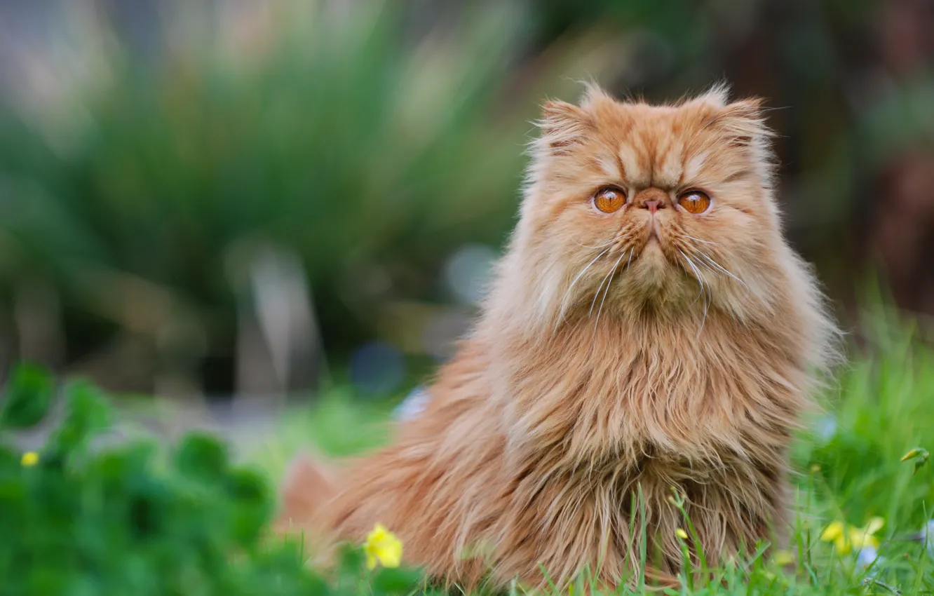 Фото обои кот, рыжий, персидская кошка