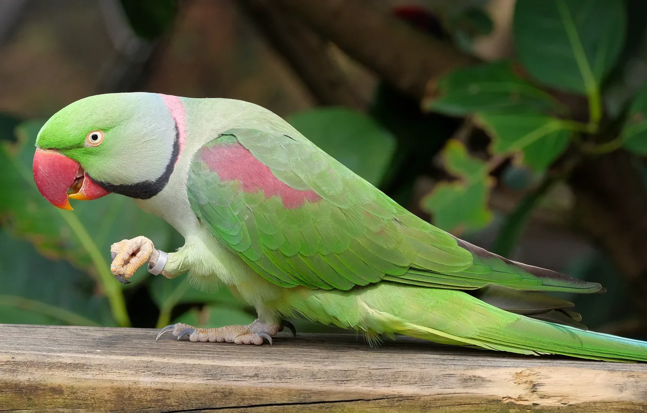 Фото обои зеленый, птица, попугай