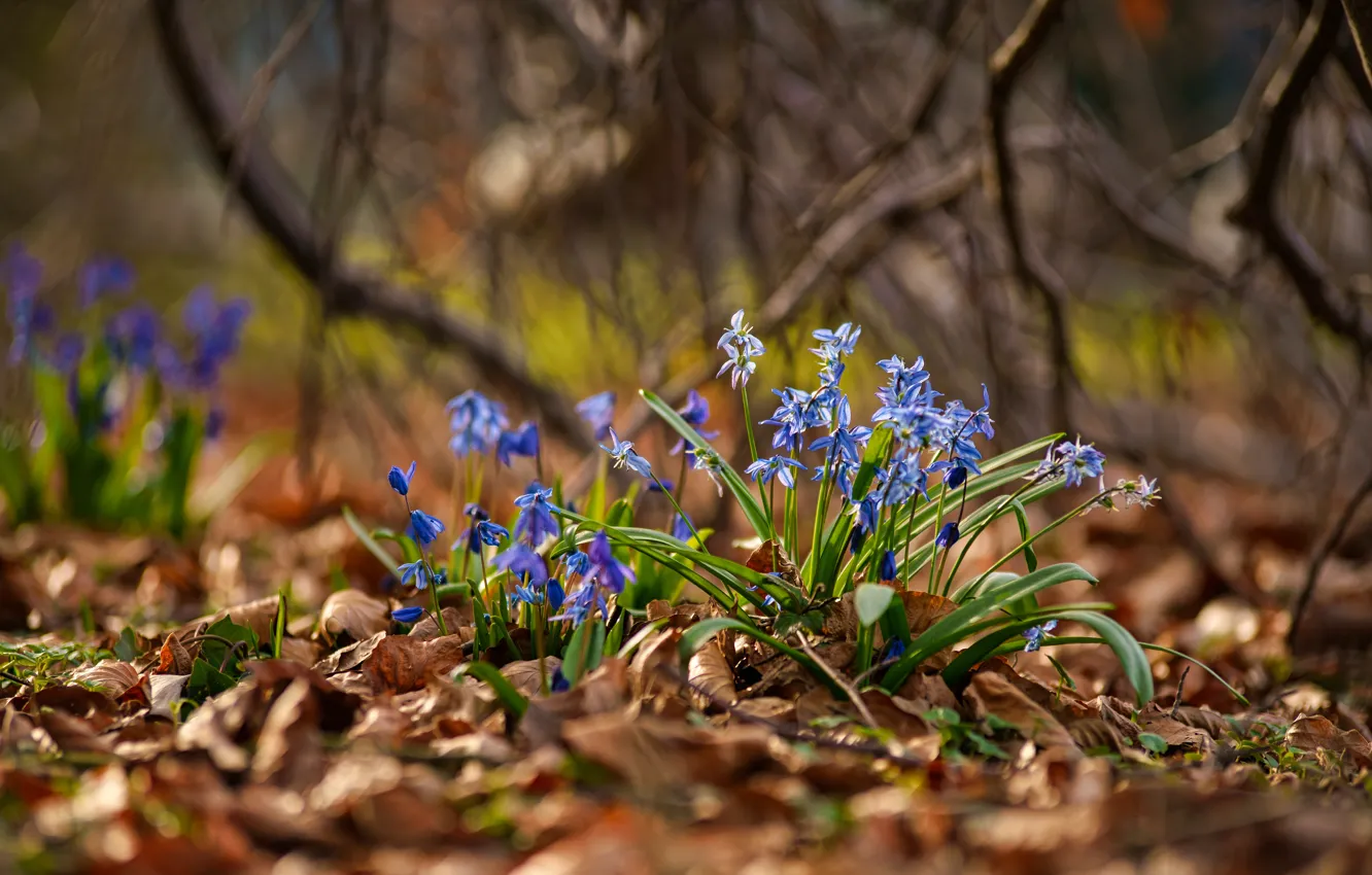 Фото обои листья, свет, цветы, ветки, поляна, весна, голубые, боке