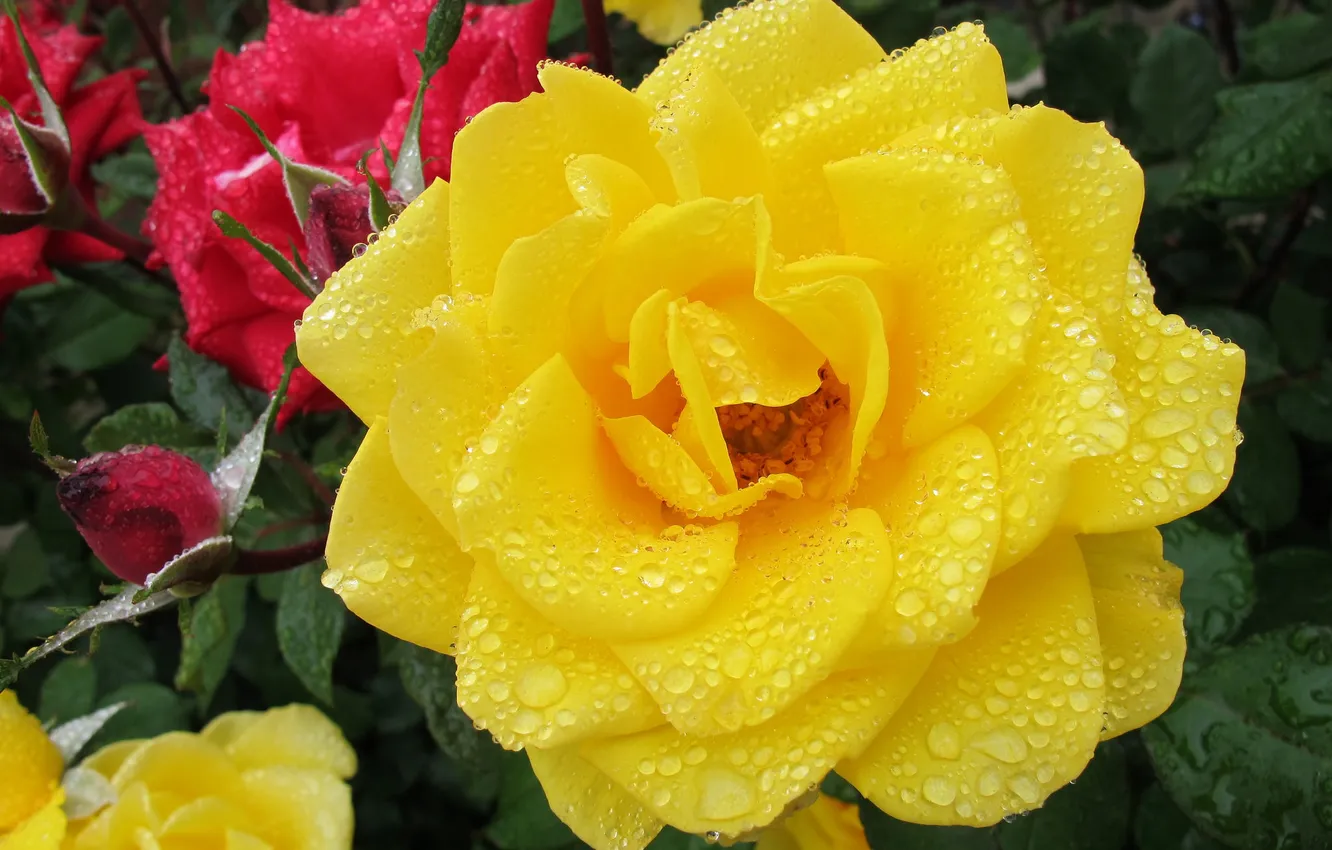 Фото обои капли, роза, жёлтая