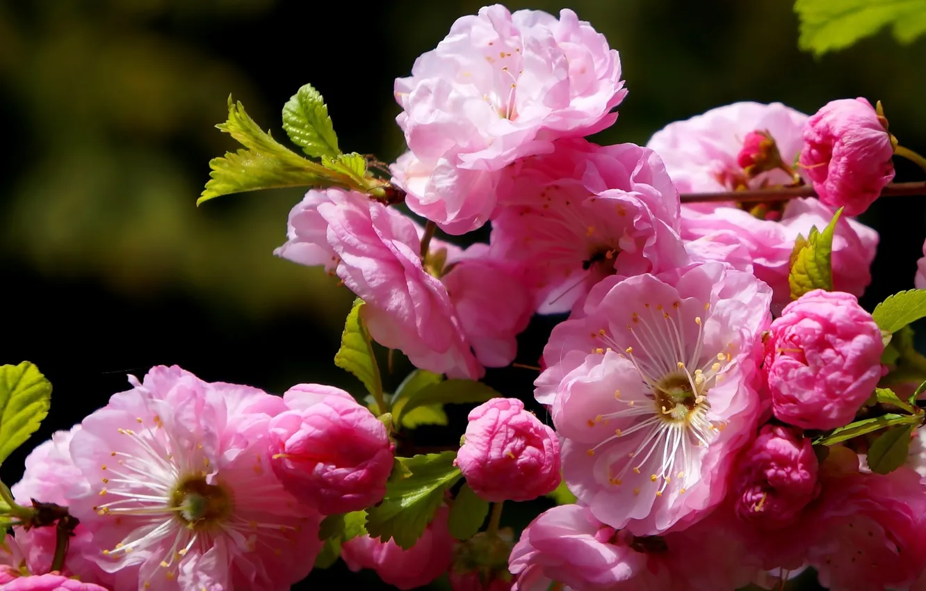 Фото обои flower, spring, twig, blooming