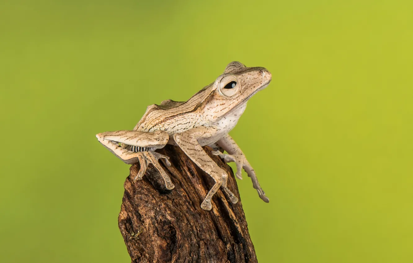 Фото обои frog, wildlife, amphibian