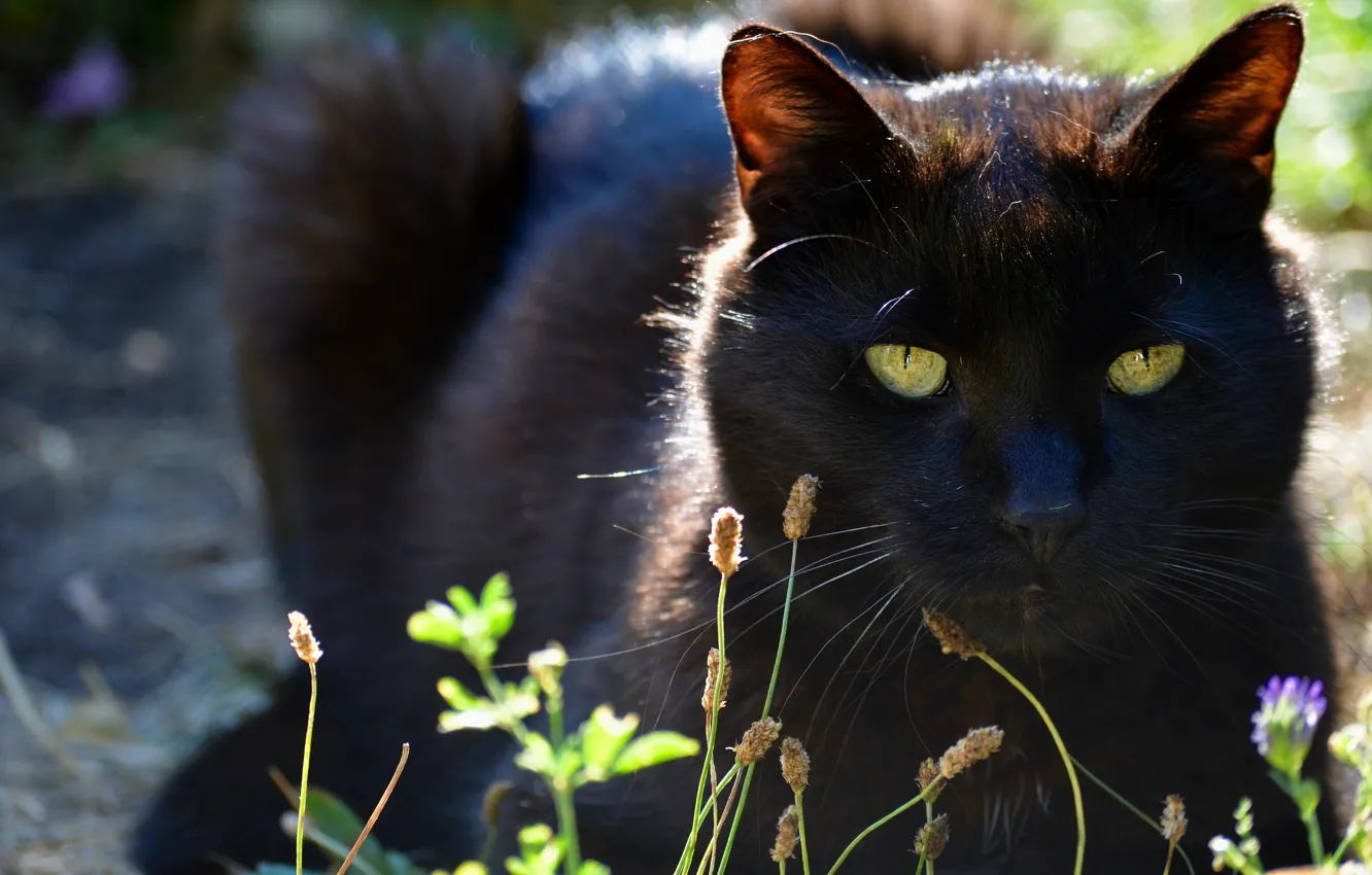 Фото обои кошка, лето, кот, взгляд, морда, черный, лежит, зеленые глаза