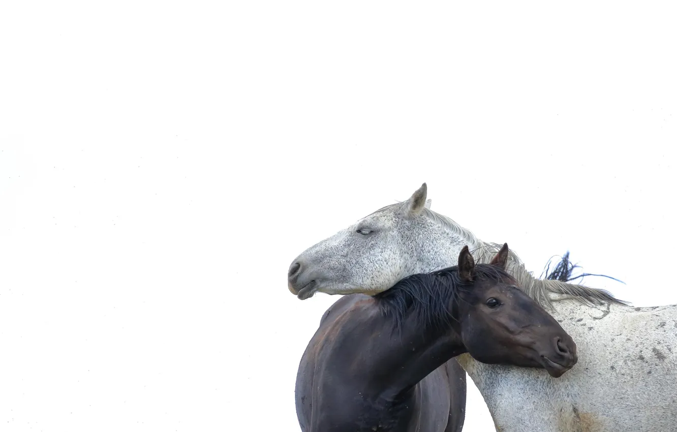 Фото обои минимализм, лошади, белый фон, парочка
