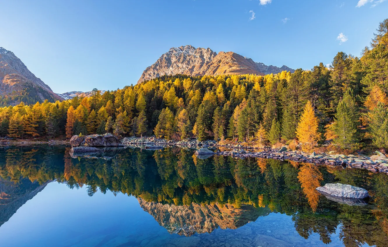 Фото обои осень, лес, отражение, берег, водоем, золотая осень, крона, яркая листва