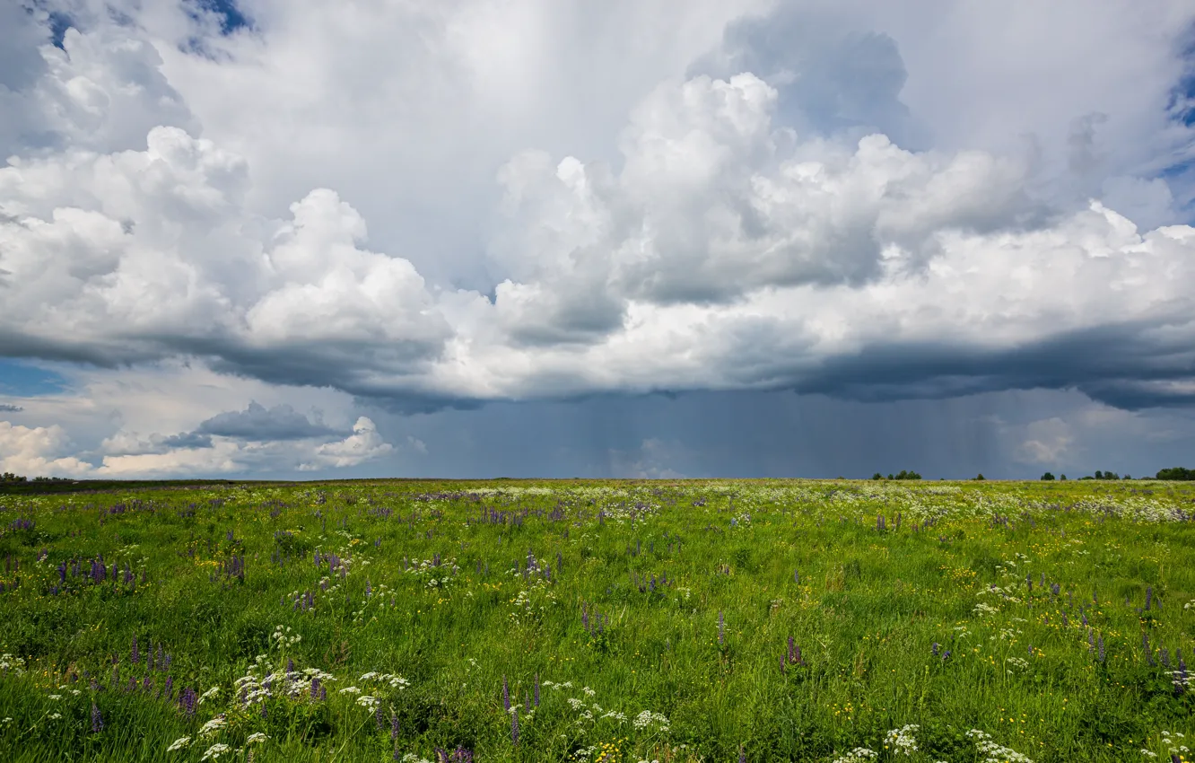 Фото обои поле, лето, облака, тучи, природа, раздолье, июнь, летний вечер
