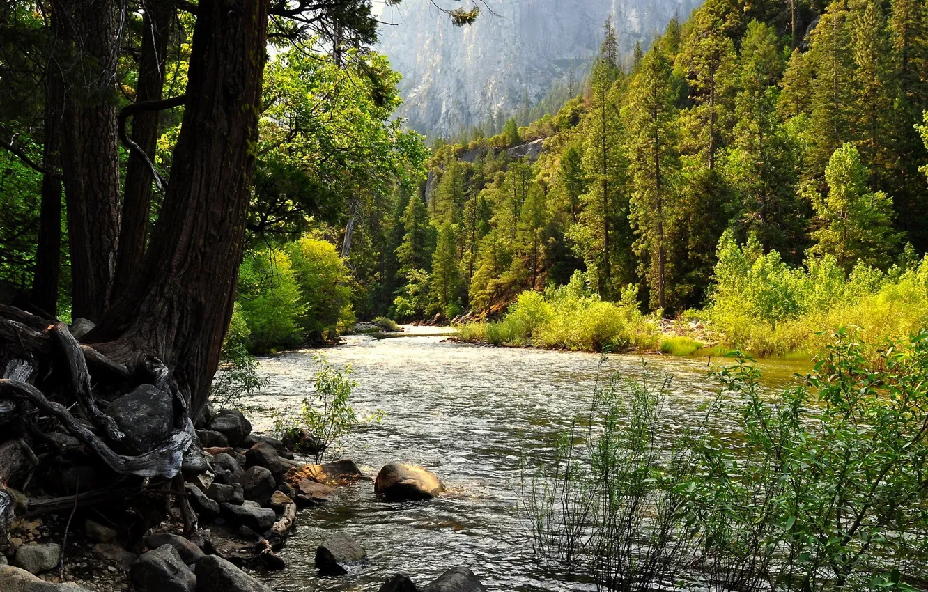 Фото обои лес, камни, речка