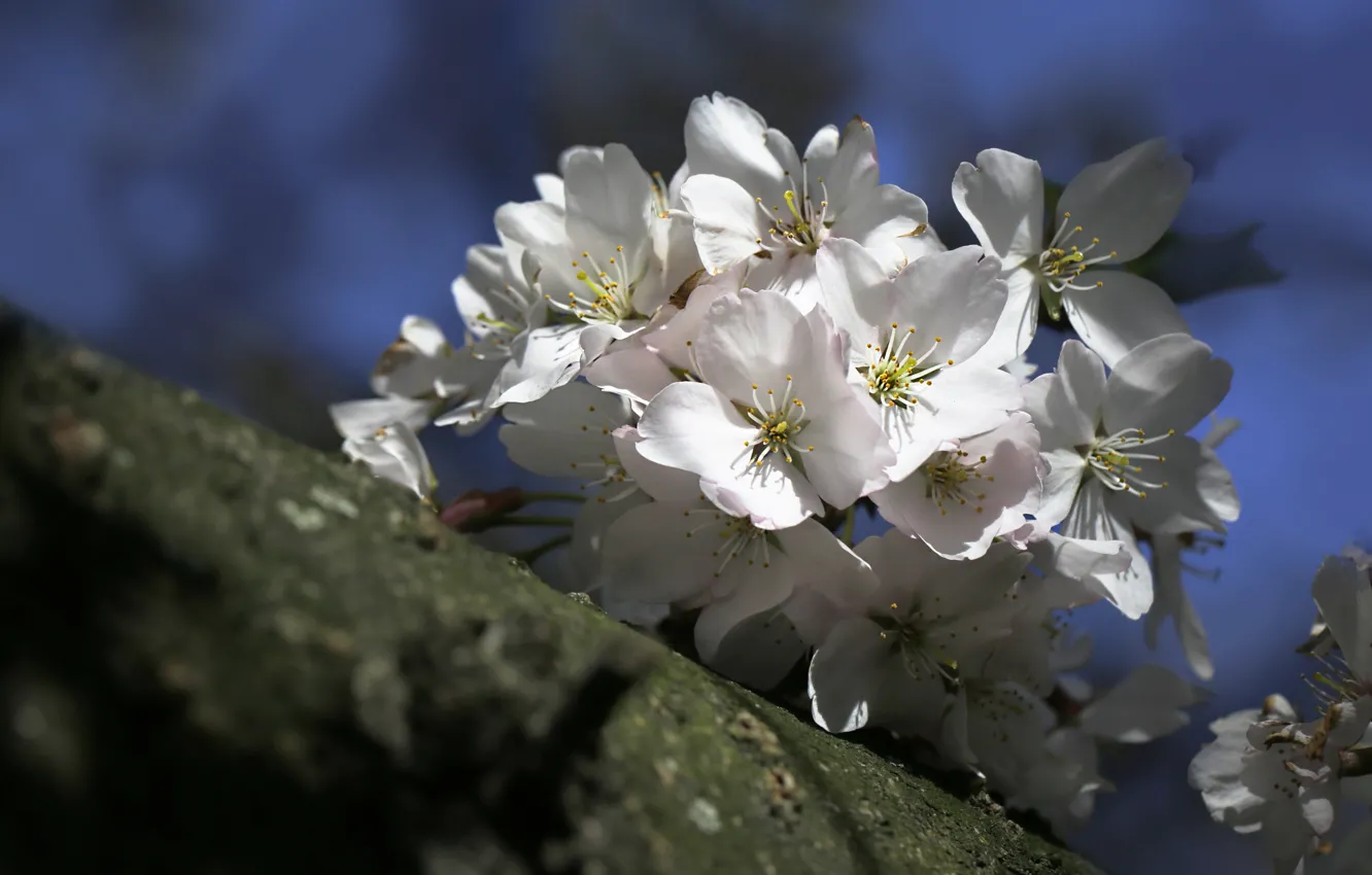 Фото обои цветы, ветки, вишня, весна, сакура, белые, цветение