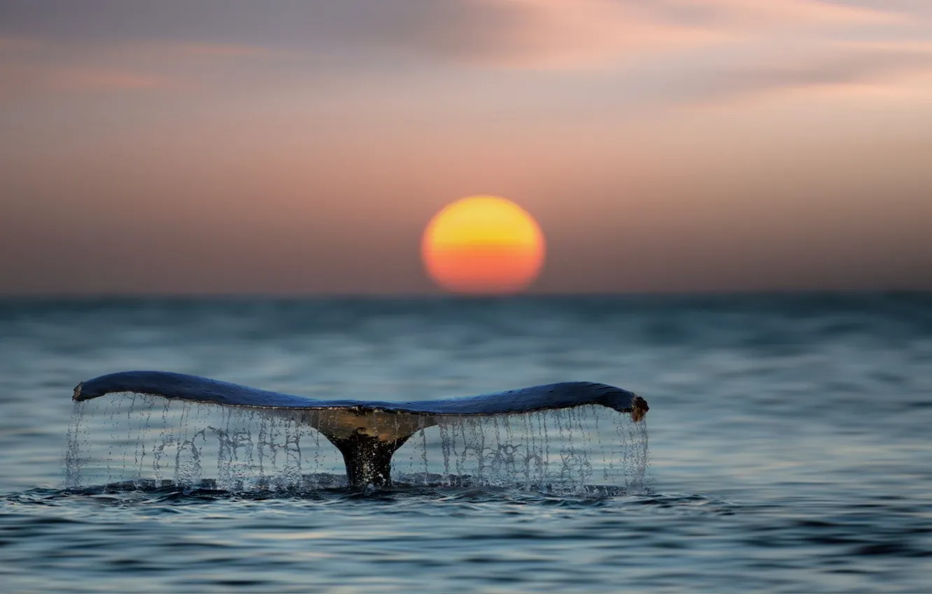 Фото обои море, вода, солнце, закат, океан, кит, хвост