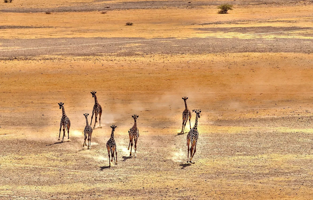 Фото обои природа, фон, жирафы