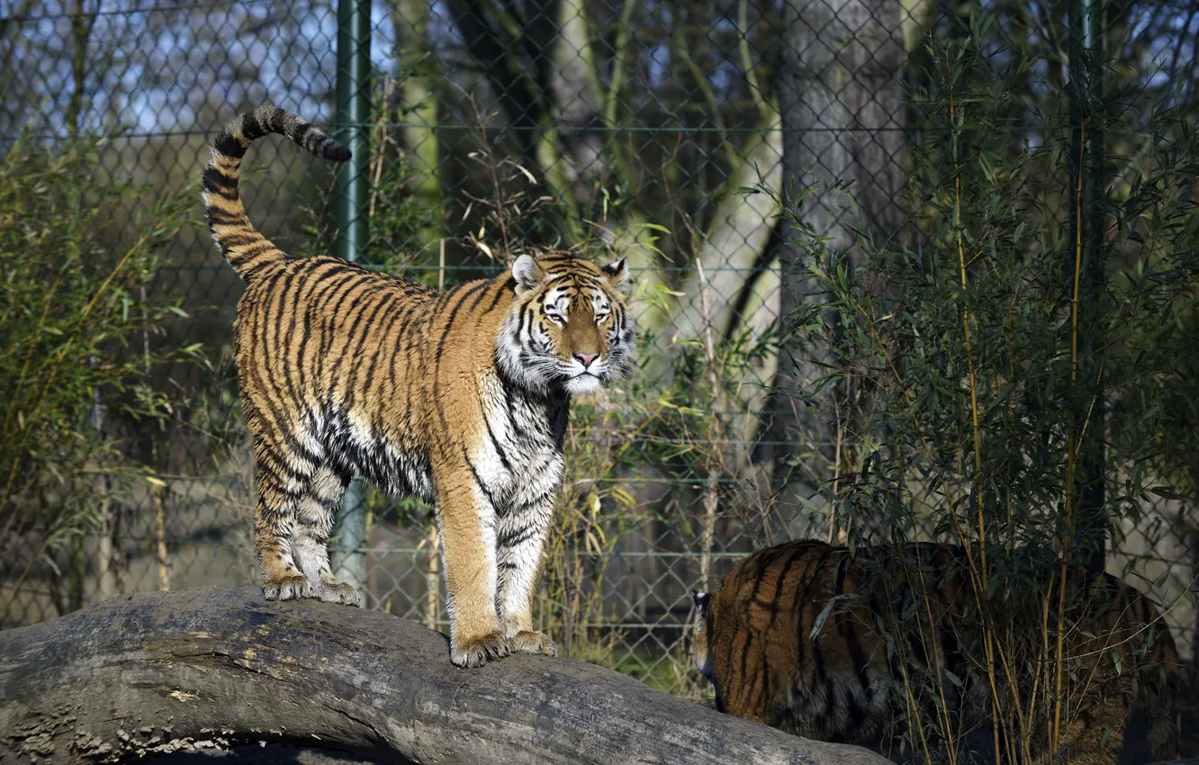 Фото обои кошка, тигр, куст, бревно, амурский