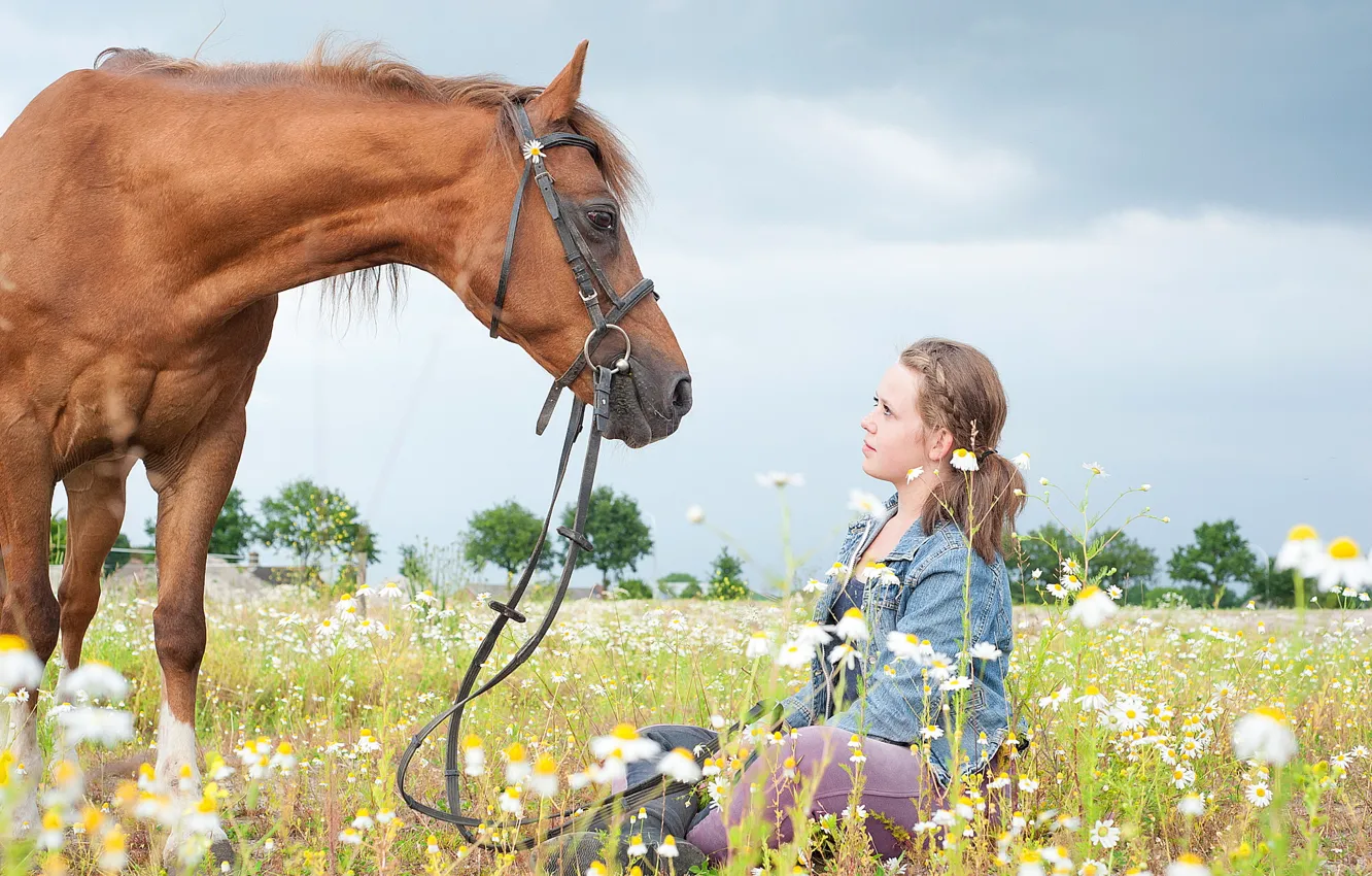 Фото обои девушка, конь, ромашки