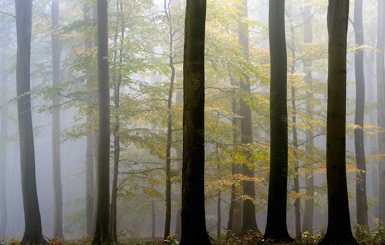 Фото обои осень, деревья, туман