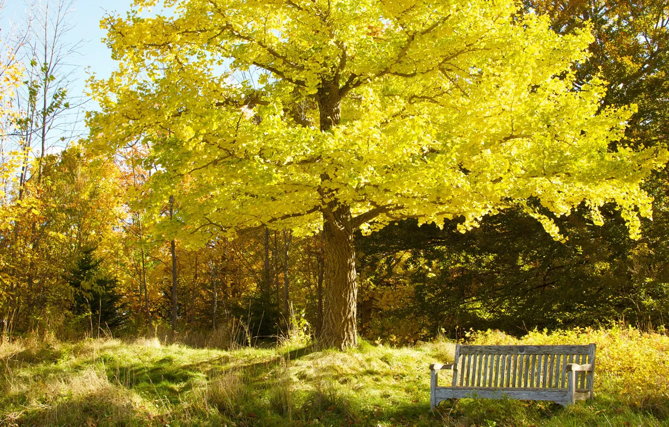 Фото обои осень, небо, деревья, парк, сад, скамья