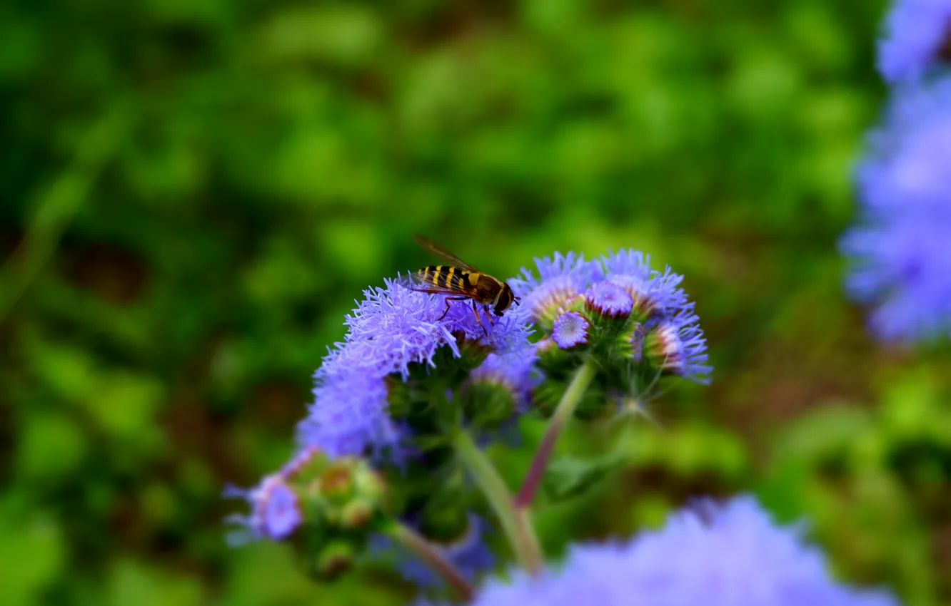 Фото обои цветок, фиолетовый, пчела, зелёный