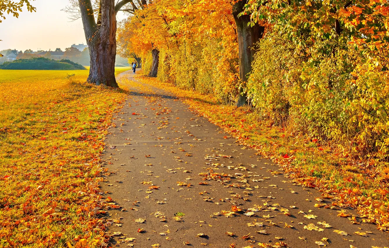 Фото обои дорога, осень, листья, деревья, пейзаж, человек, желтые