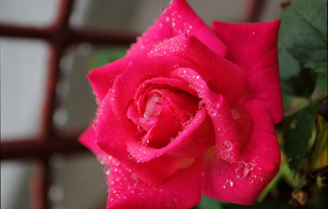 Фото обои Капли, Роза, Pink rose, Drops