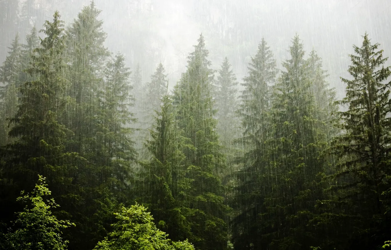 Фото обои лес, деревья, природа, дождь