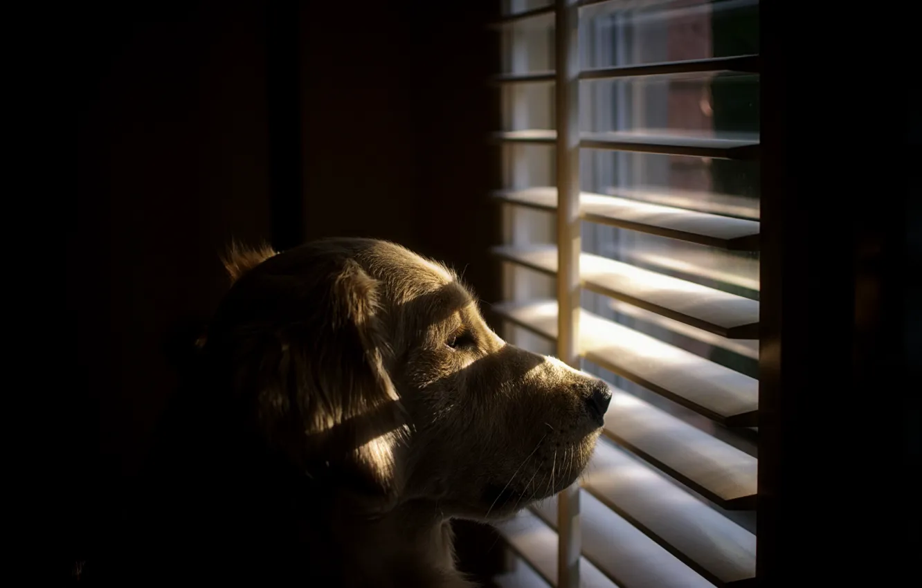 Фото обои взгляд, друг, собака, окно