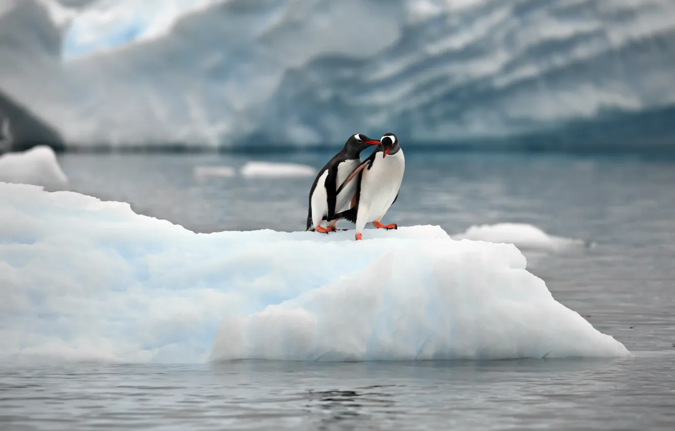 Фото обои природа, океан, пингвины, льды, льдина, парочка, Александр Перов