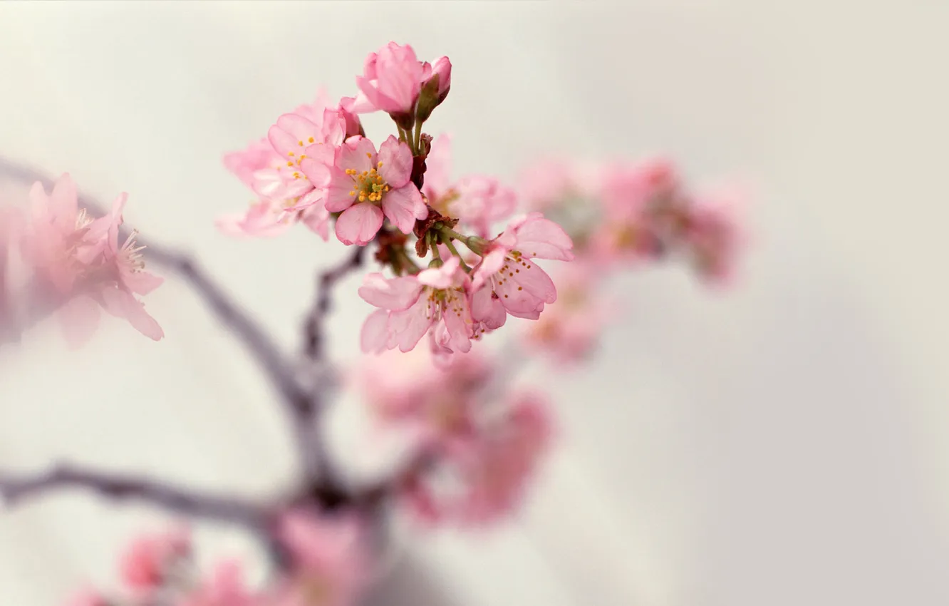 Фото обои цветы, ветки, природа, нежность, весна, лепестки, размытость, розовые