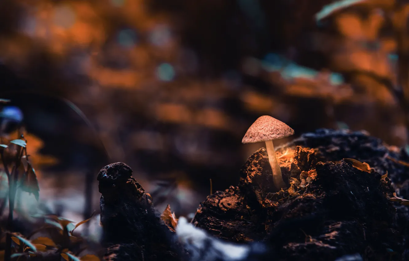 Фото обои осень, темный фон, гриб, пень, боке, поганка, грибок
