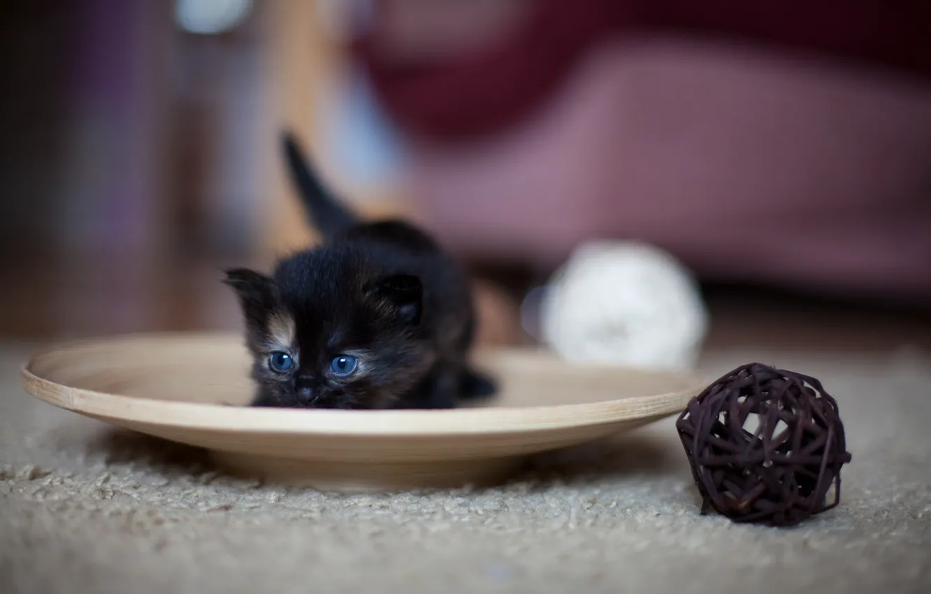 Фото обои клубок, чёрный, малыш, тарелка, котёнок